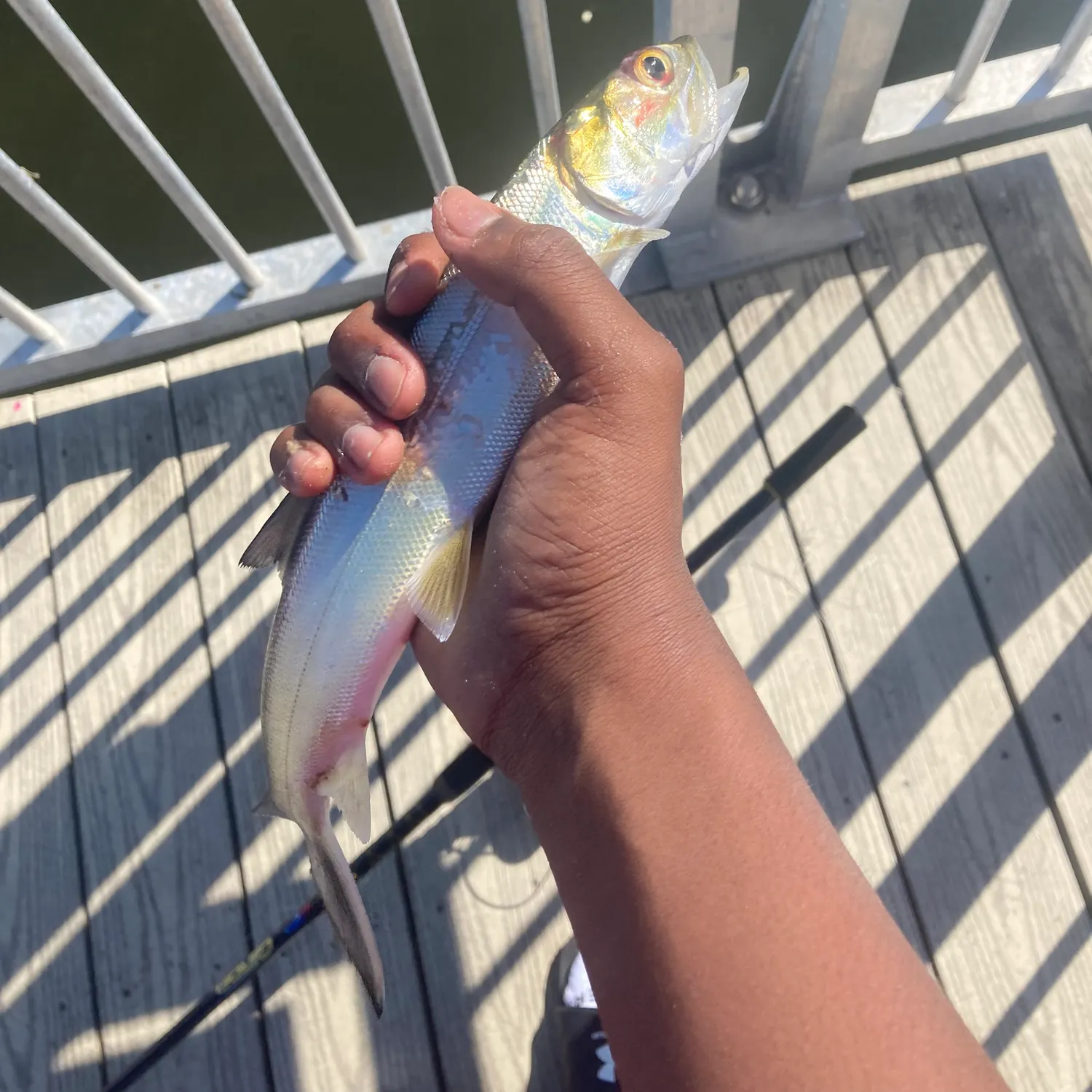 The most recent Ladyfish catches on Fishbrain