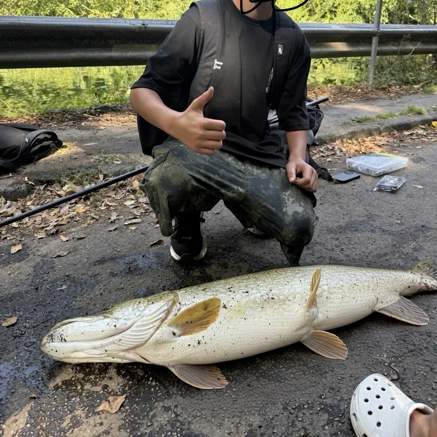 Northern pike caught on Fishbrain