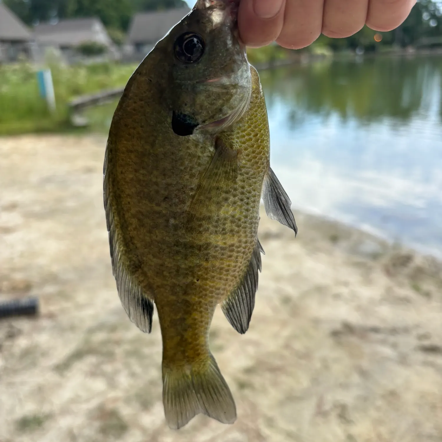 Bluegill caught on Fishbrain
