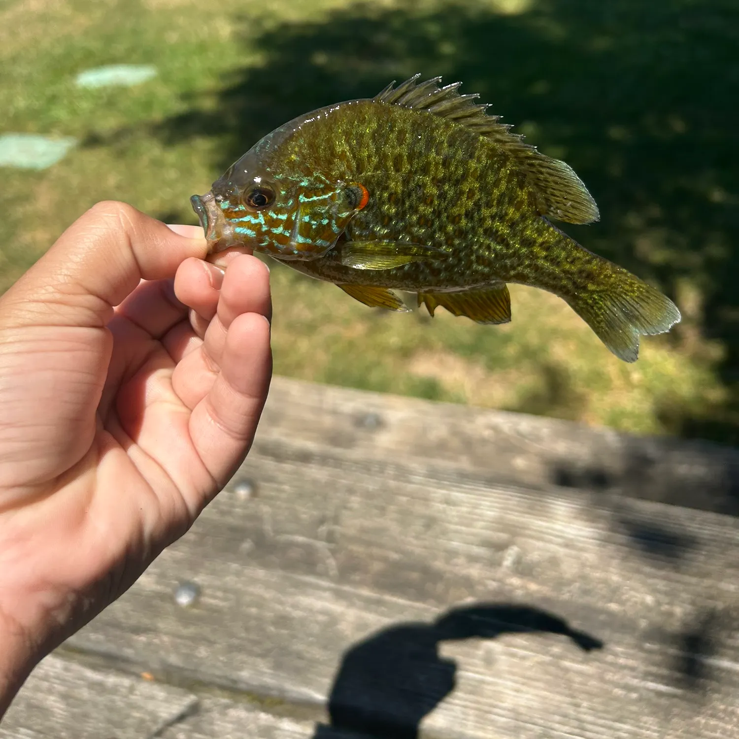 catch