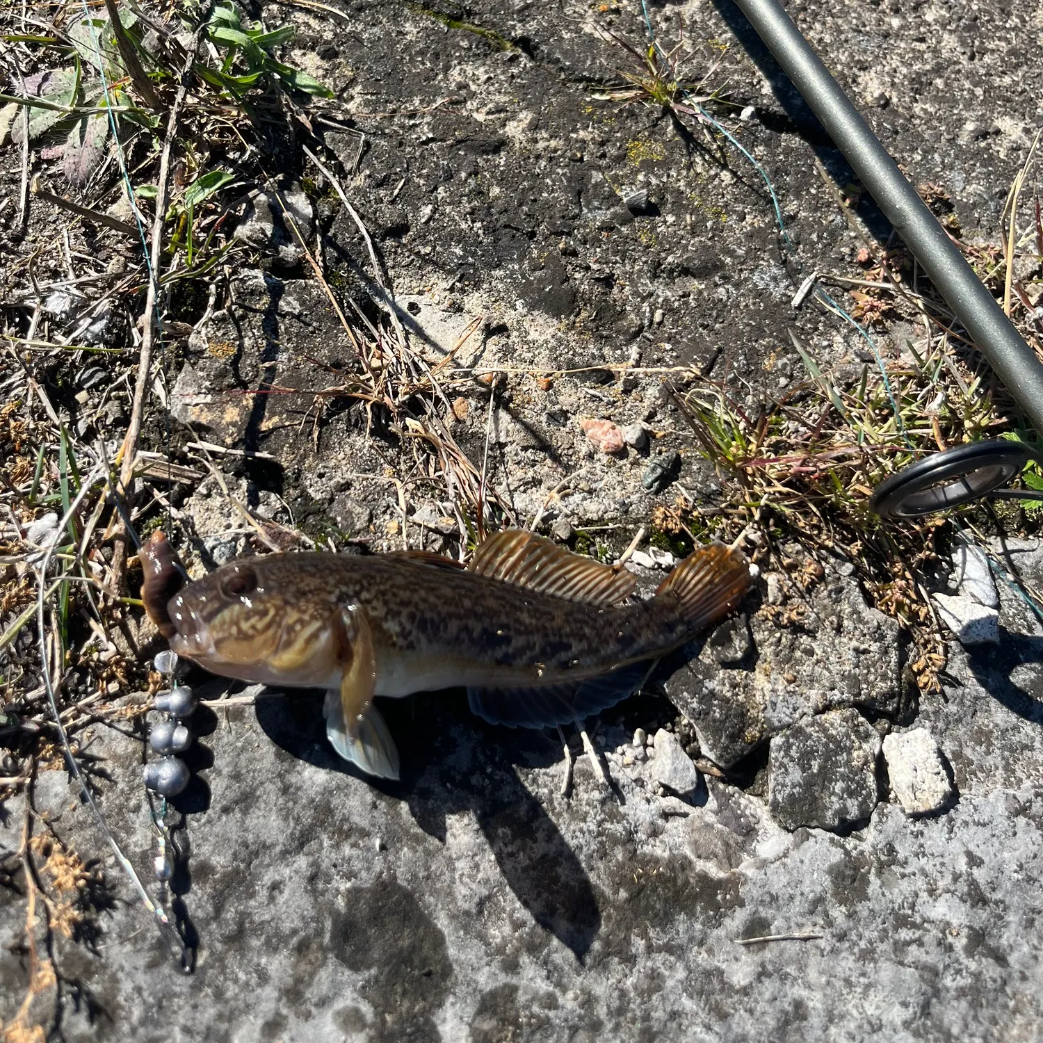 Round goby caught on Fishbrain