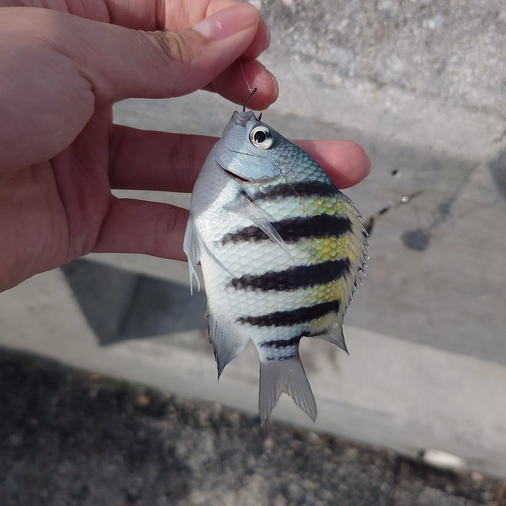 The most recent Panamic sergeant major catches on Fishbrain