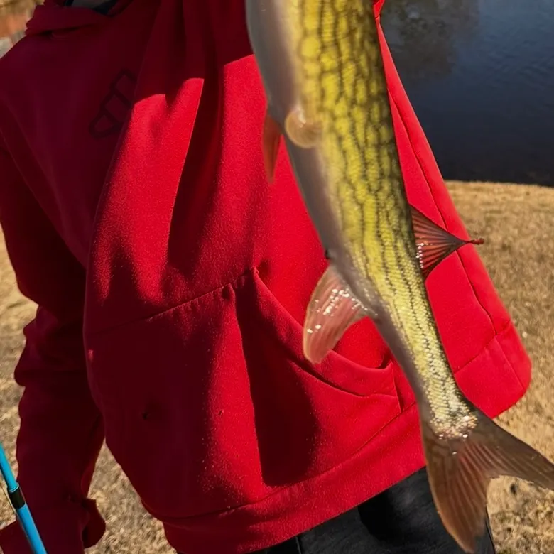 Chain pickerel caught on Fishbrain