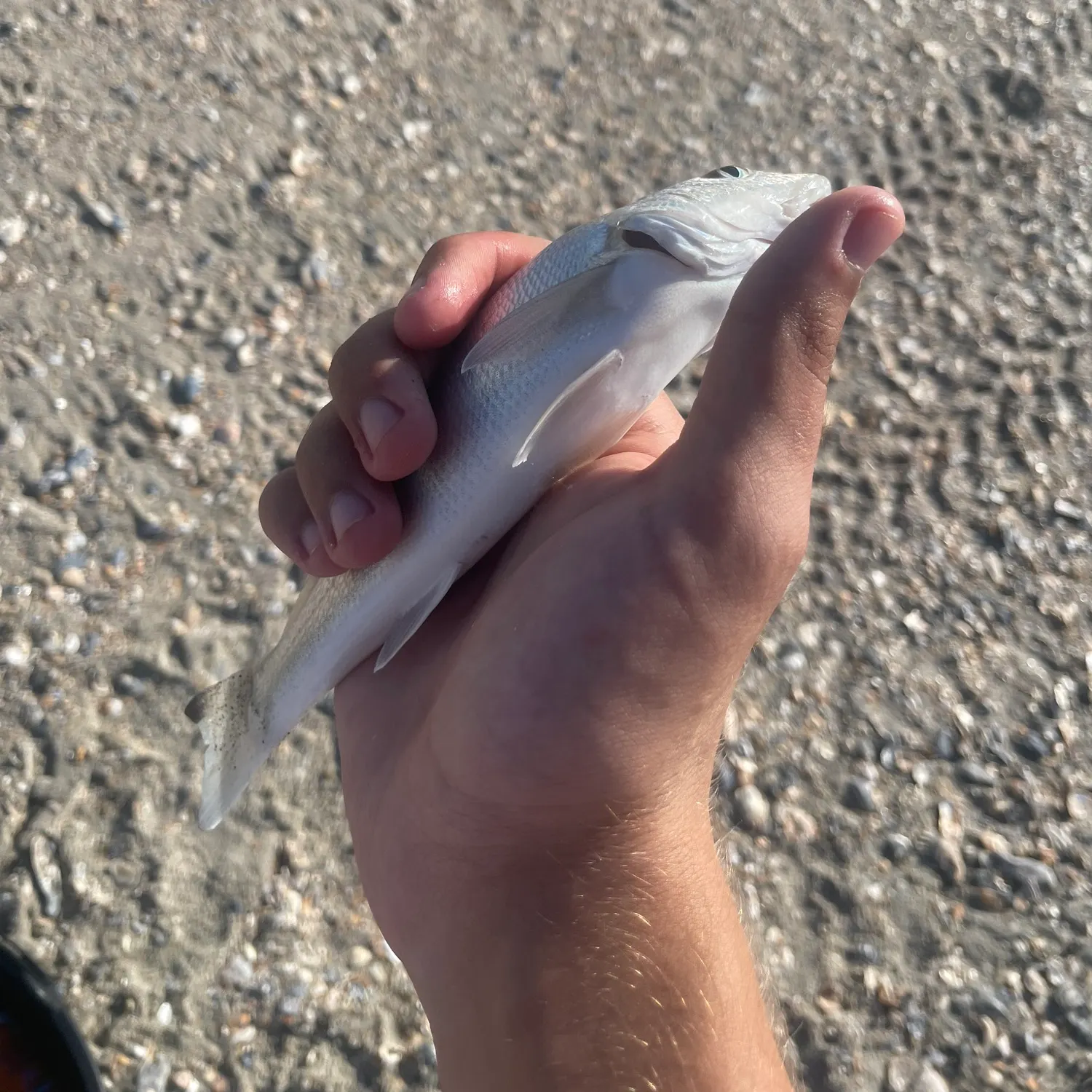 The most recent Atlantic croaker catches on Fishbrain