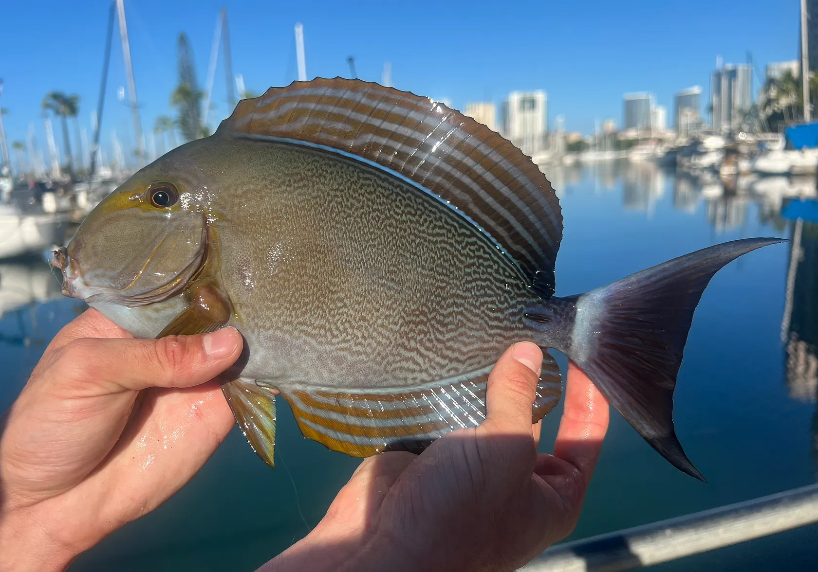 Yellowfin surgeonfish