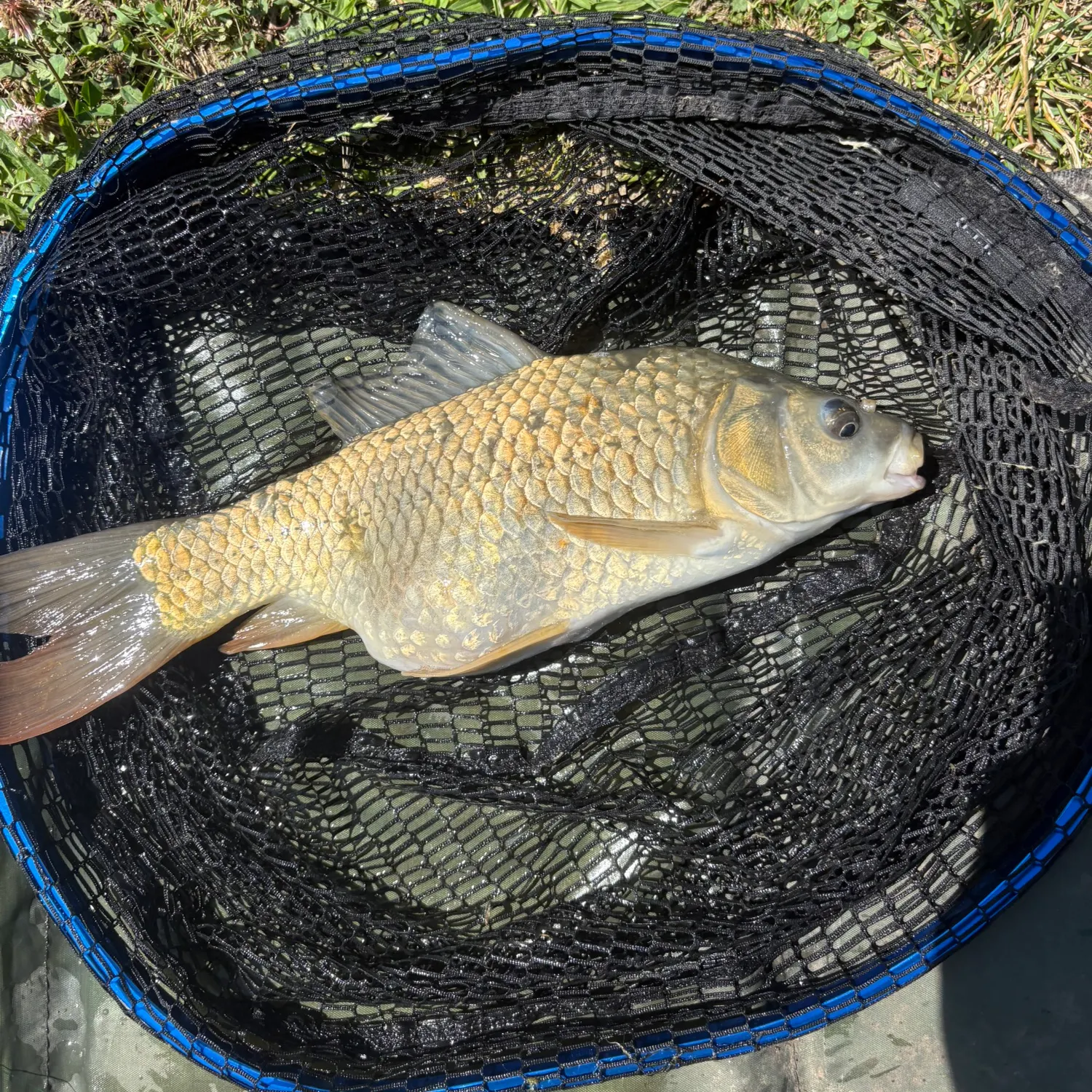 most liked catch image