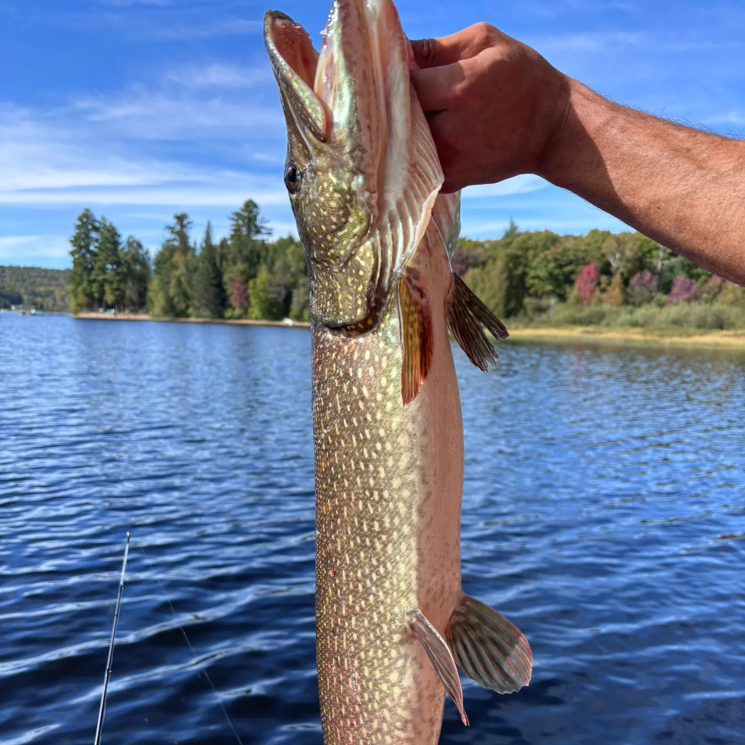 Northern pike caught on Fishbrain