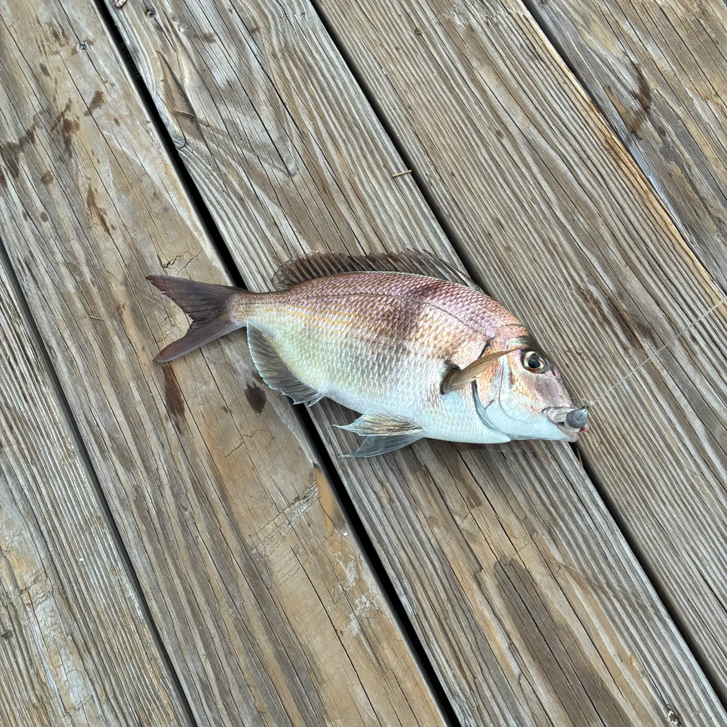 Scup caught on Fishbrain