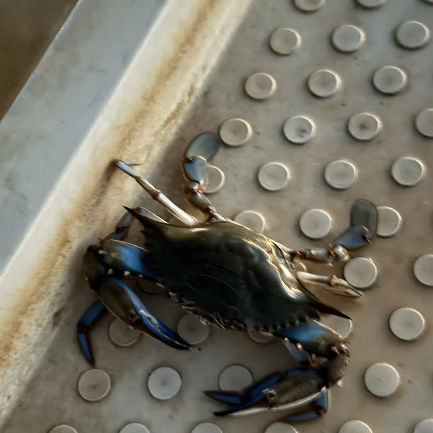 The most recent Blue crab catches on Fishbrain