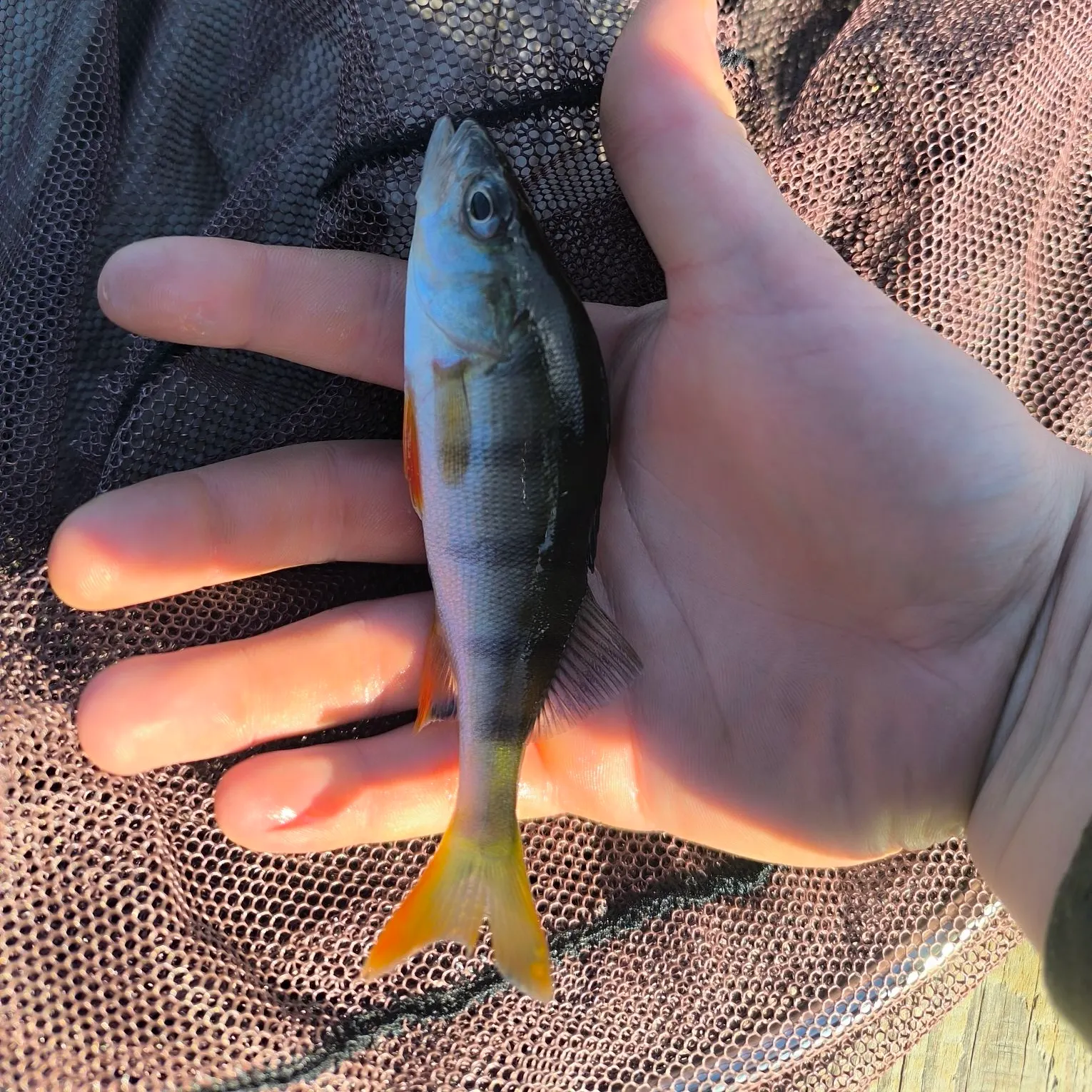 European perch caught on Fishbrain