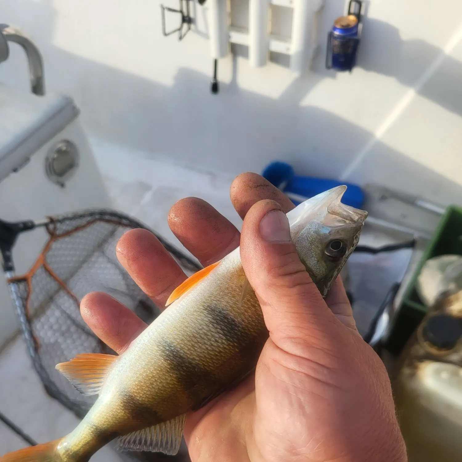 European perch caught on Fishbrain