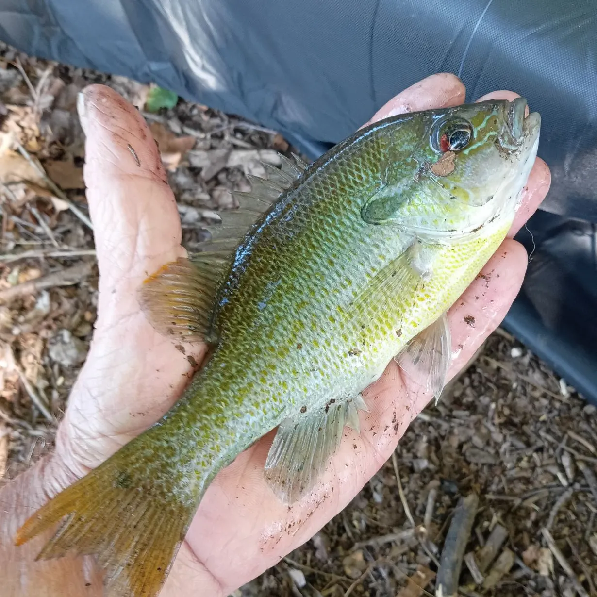 Redbreast sunfish caught on Fishbrain