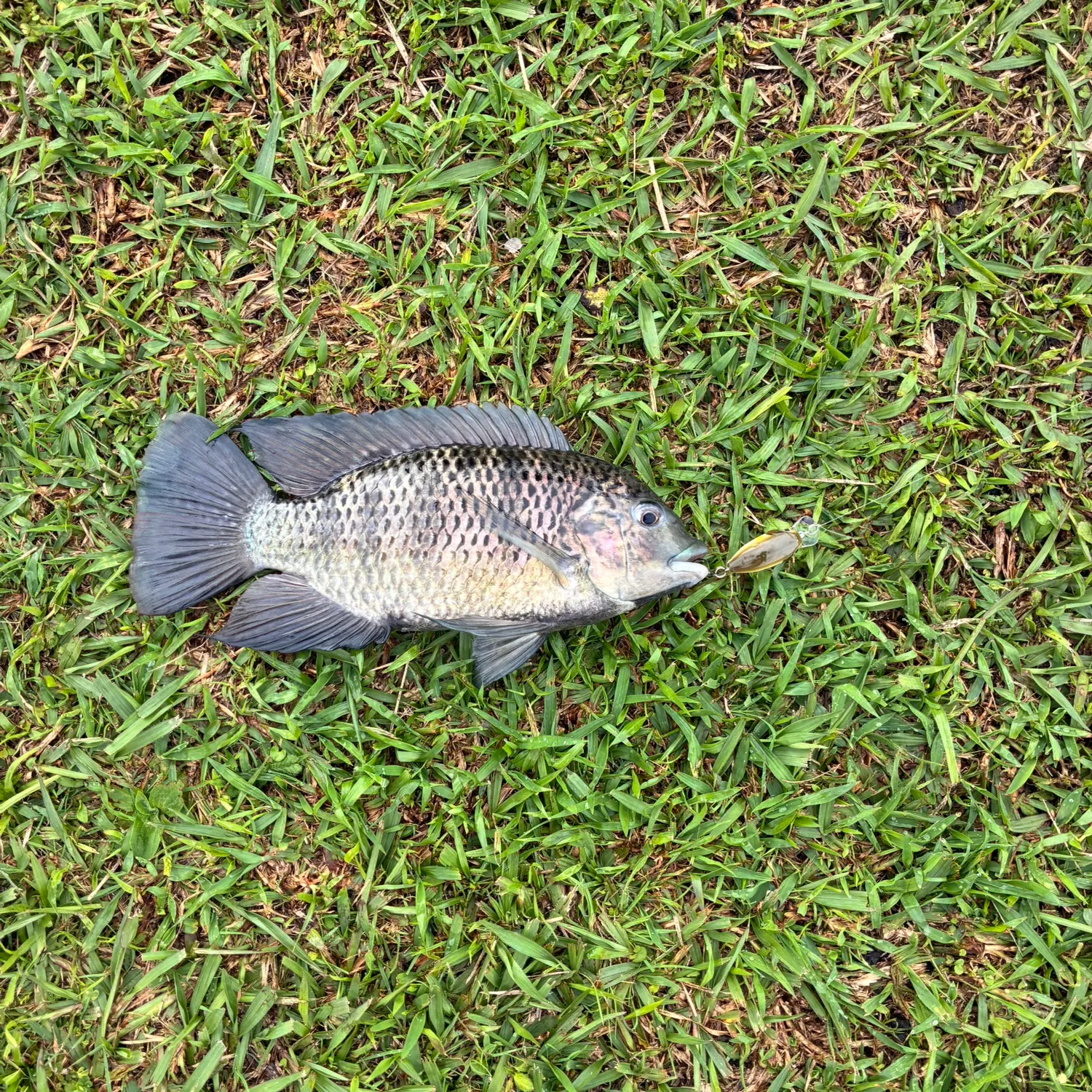 The most recent Redbreast tilapia catches on Fishbrain