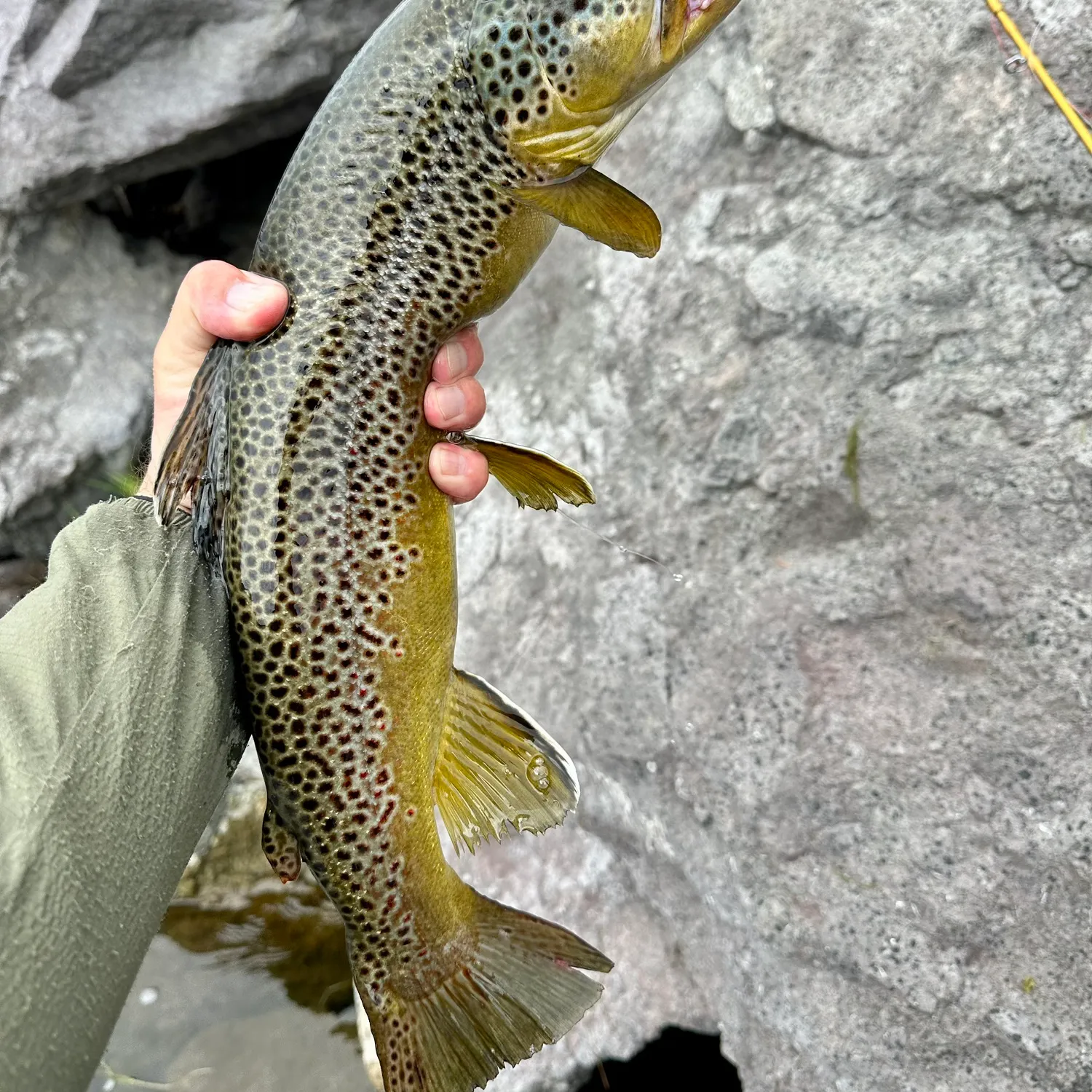 Brown trout caught on Fishbrain
