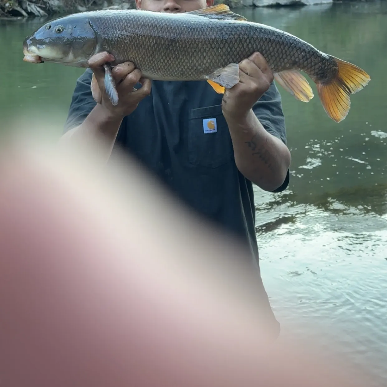 The most recent June sucker catches on Fishbrain