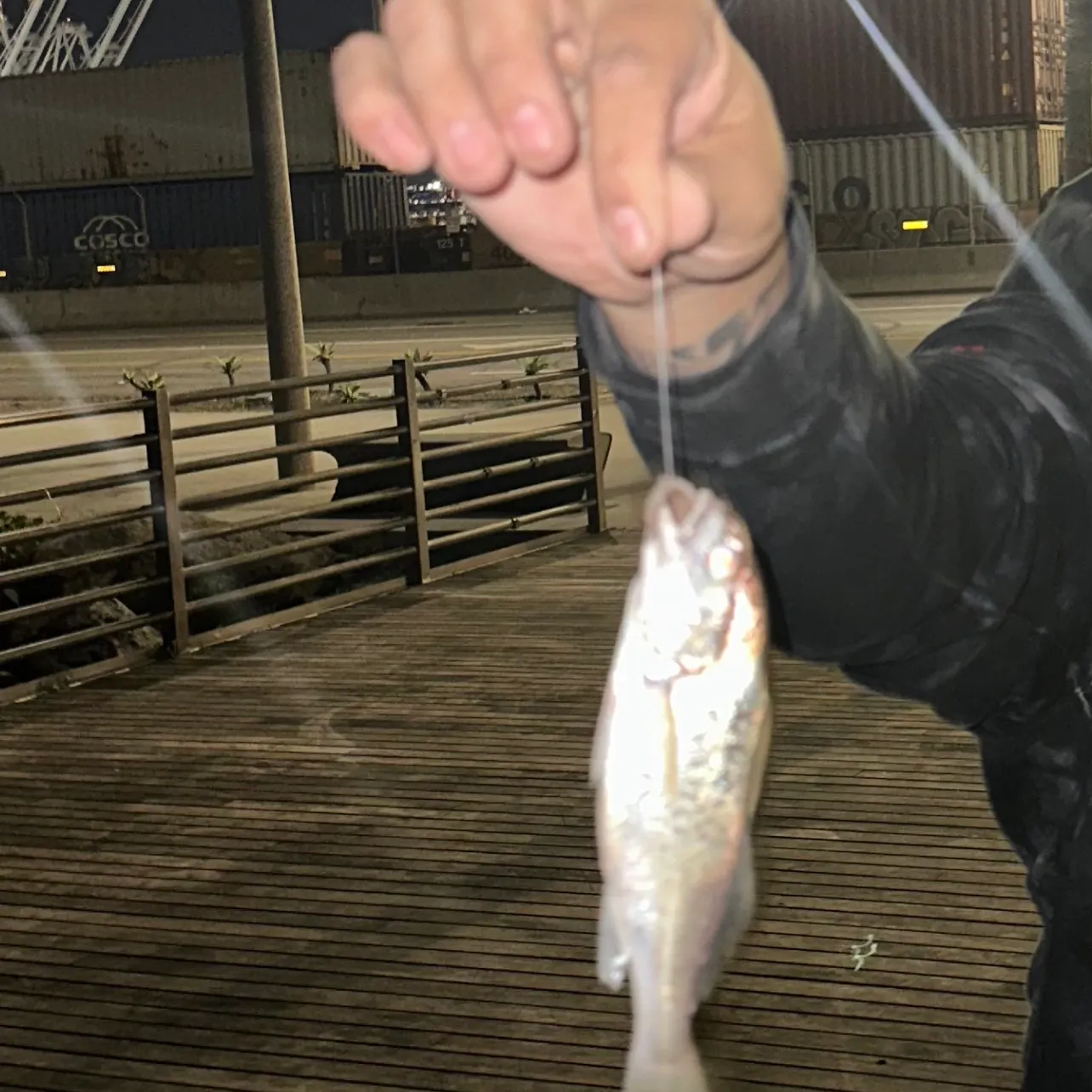 The most recent California corbina catches on Fishbrain