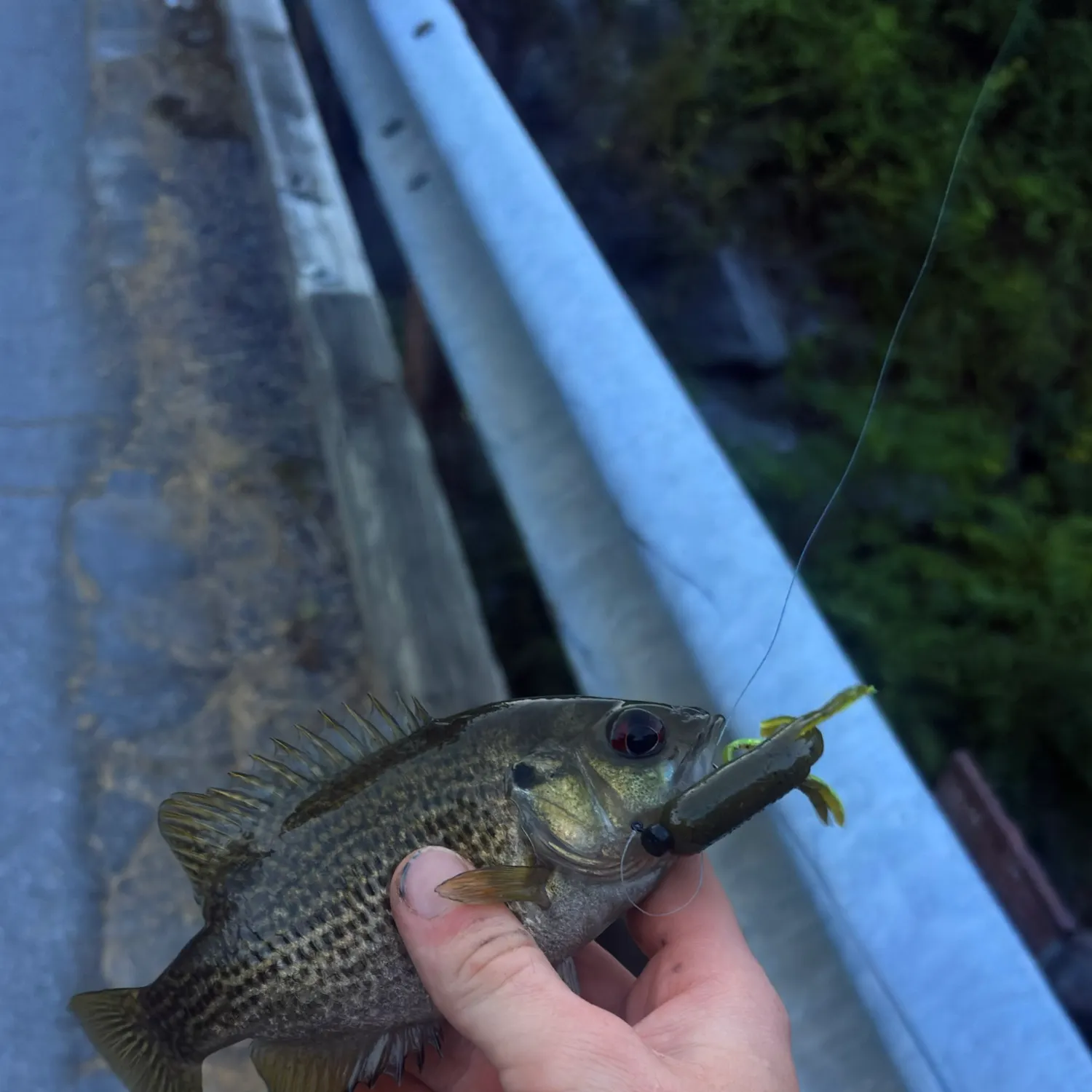 Rock bass caught on Fishbrain