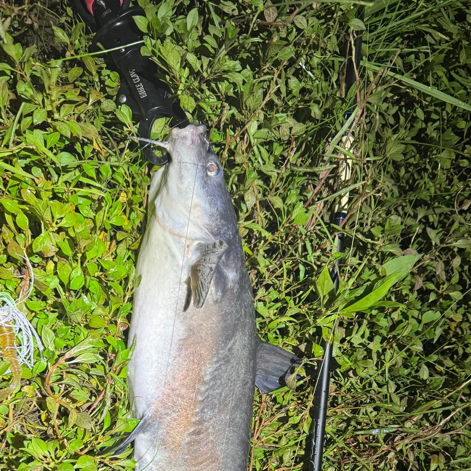 Blue catfish caught on Fishbrain