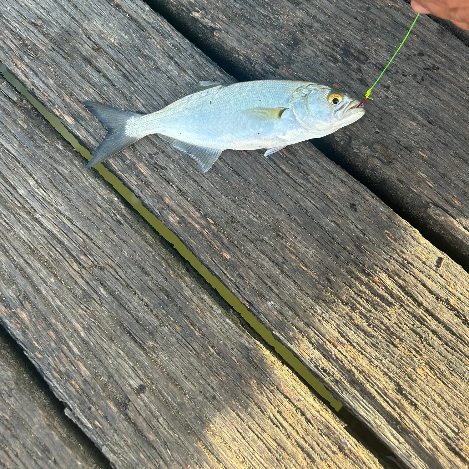 Bluefish caught on Fishbrain