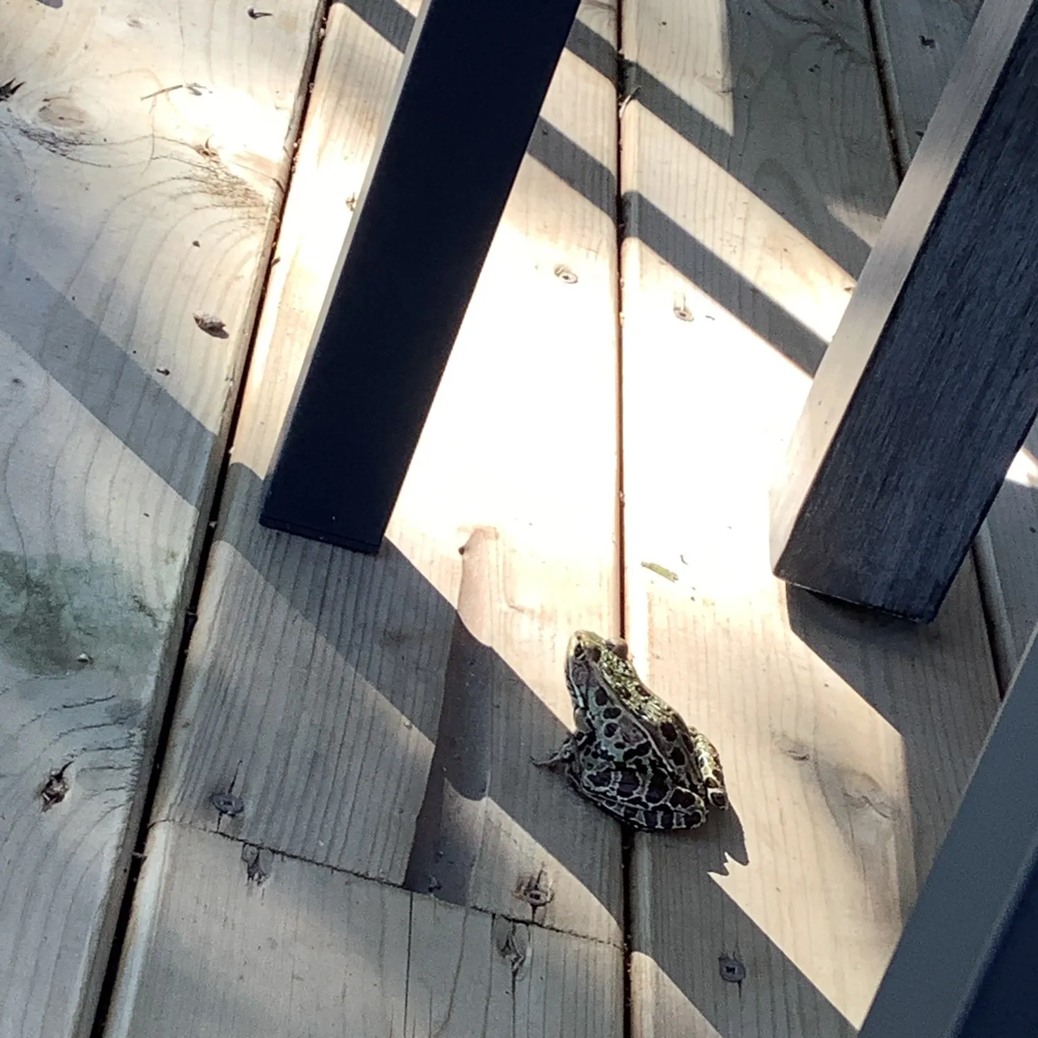 Pickerel frog caught on Fishbrain