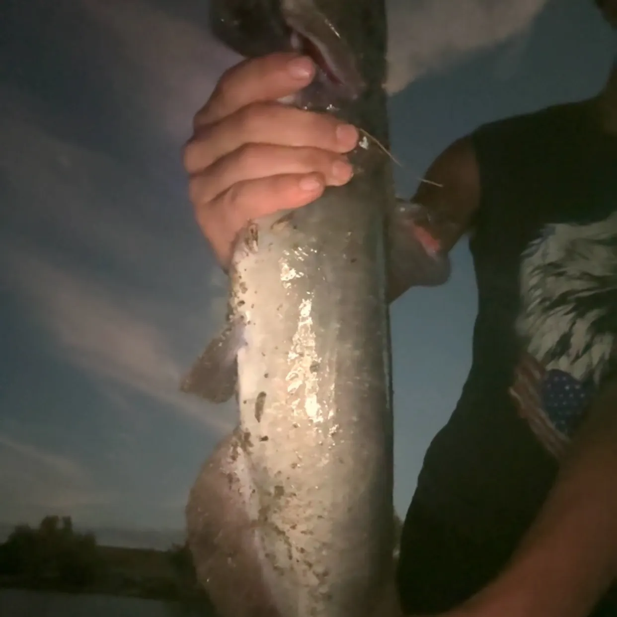 Channel catfish caught on Fishbrain