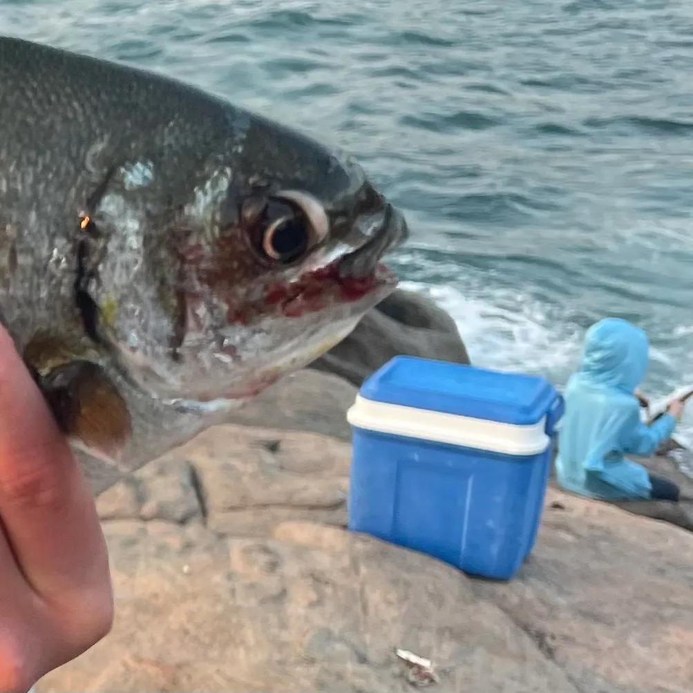 The most recent Silver drummer catches on Fishbrain