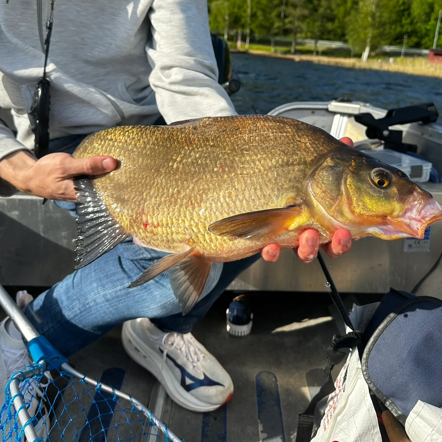 Common bream caught on Fishbrain
