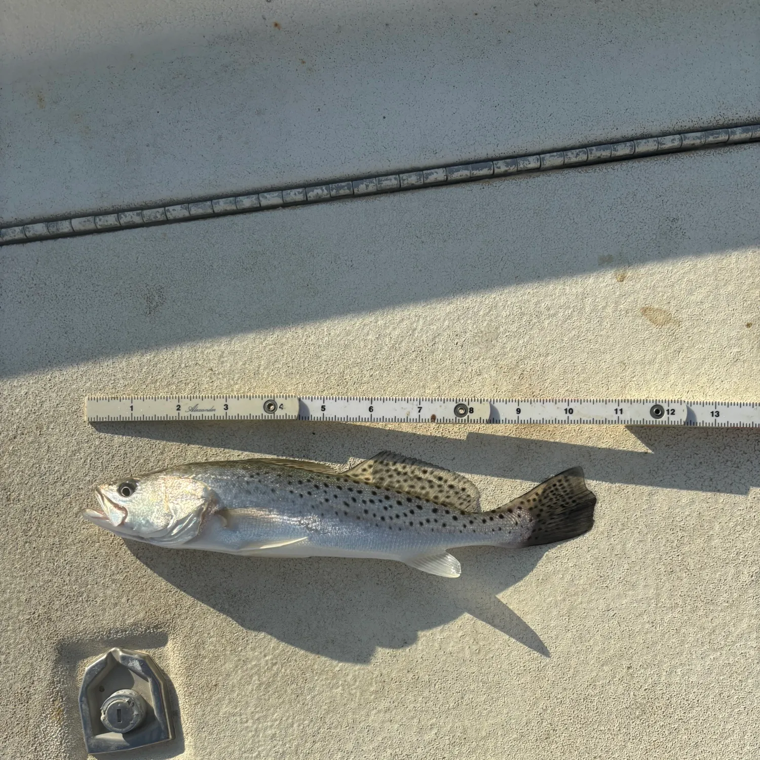 Spotted seatrout caught on Fishbrain