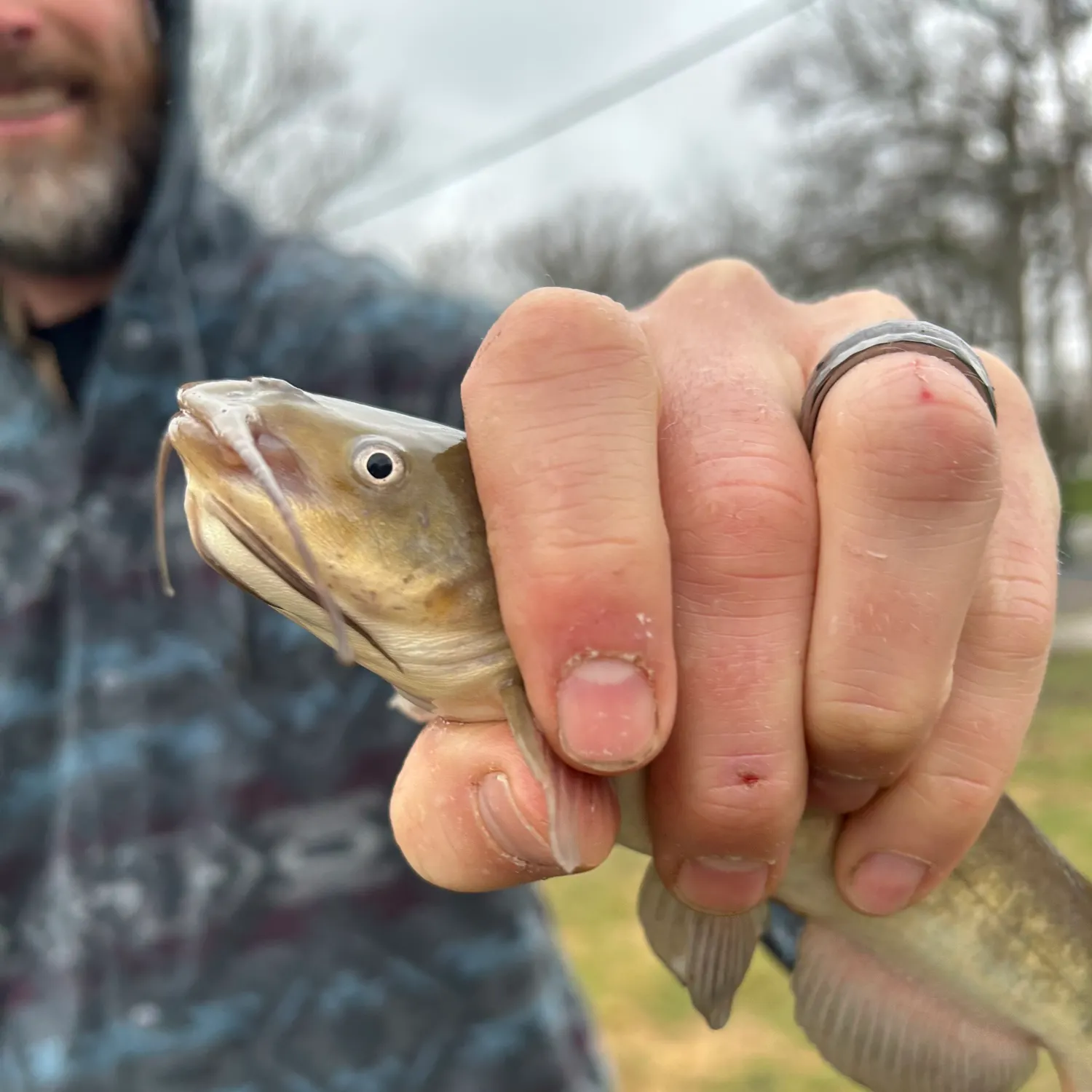The most recent Brown bullhead catches on Fishbrain