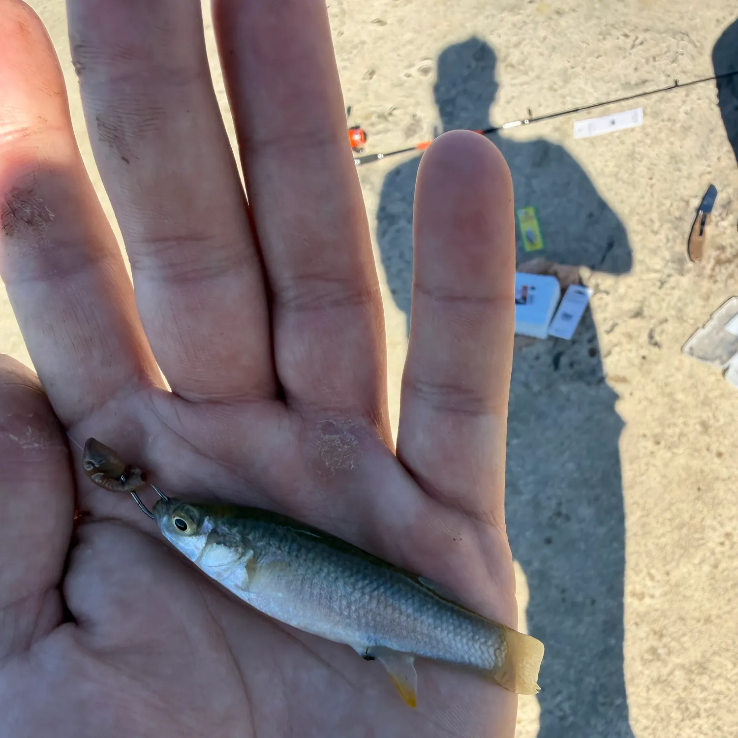 The most recent Gulf killifish catches on Fishbrain
