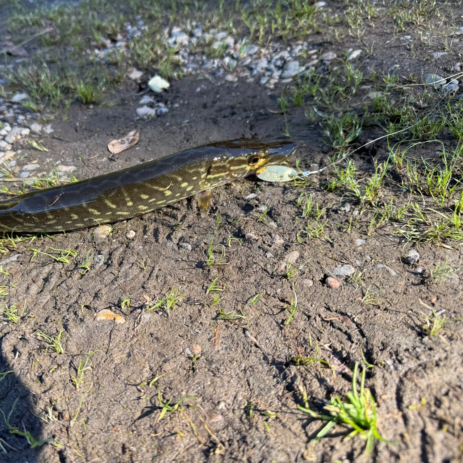 The most recent Northern pike catches on Fishbrain