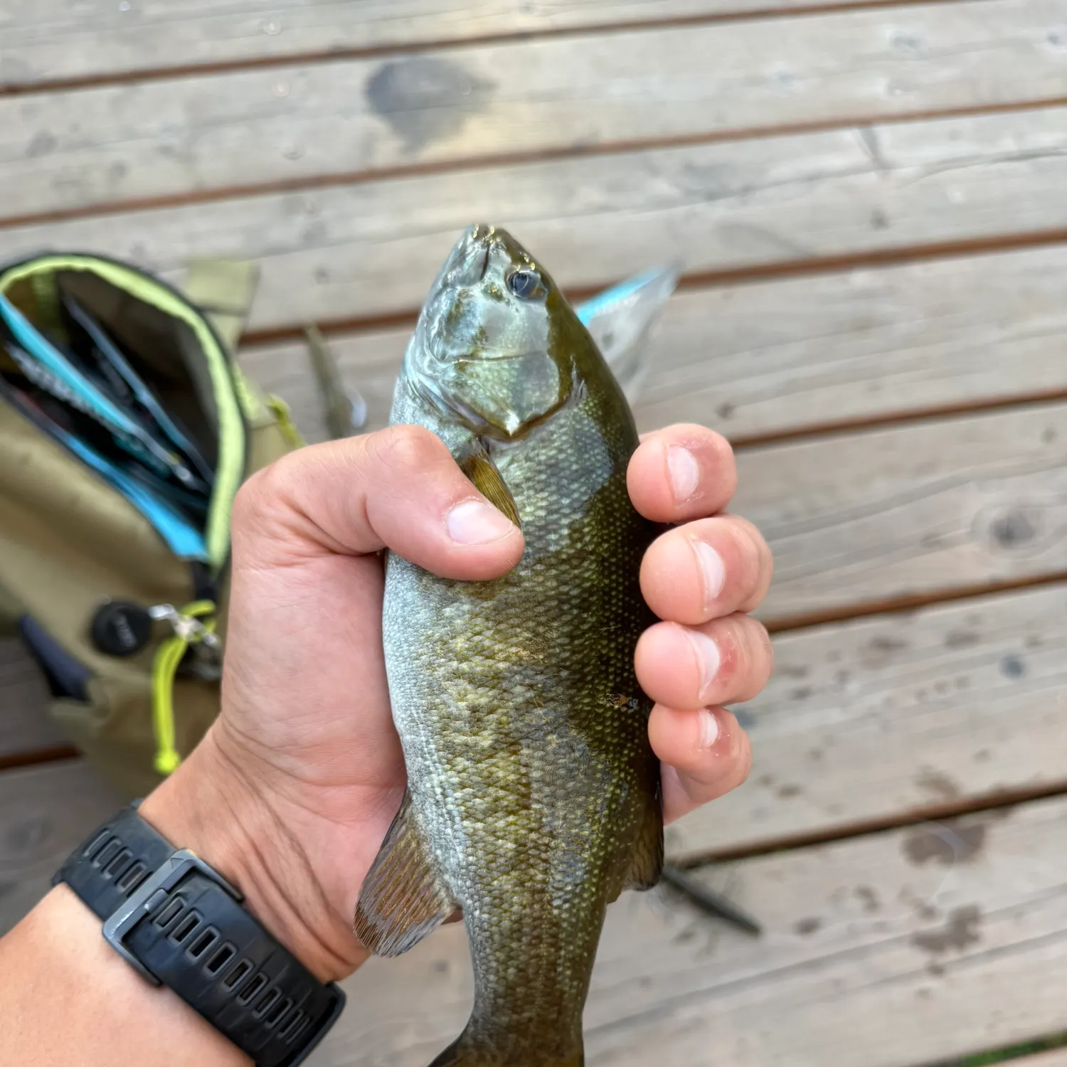 recently logged catches