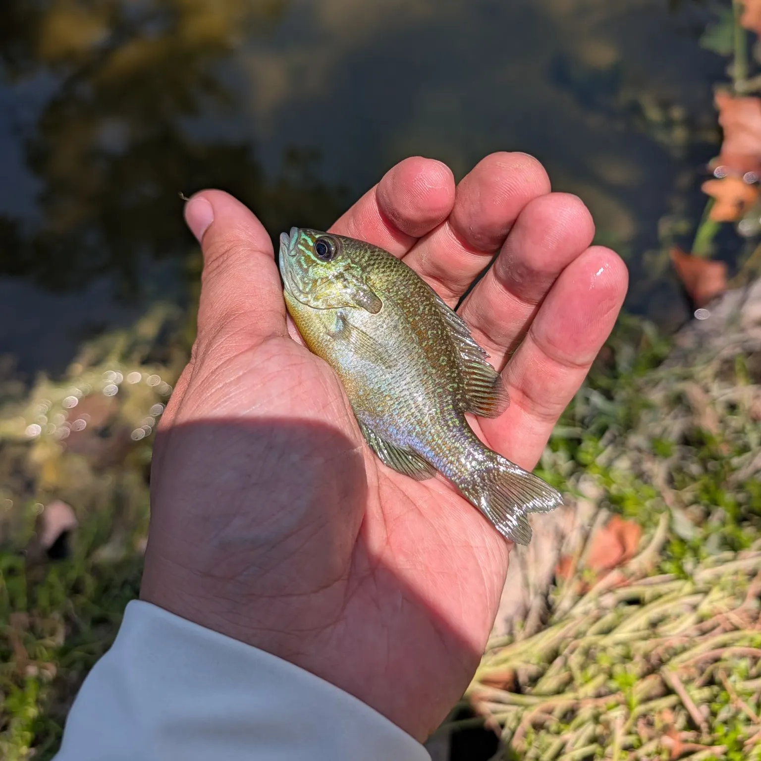 Green sunfish caught on Fishbrain
