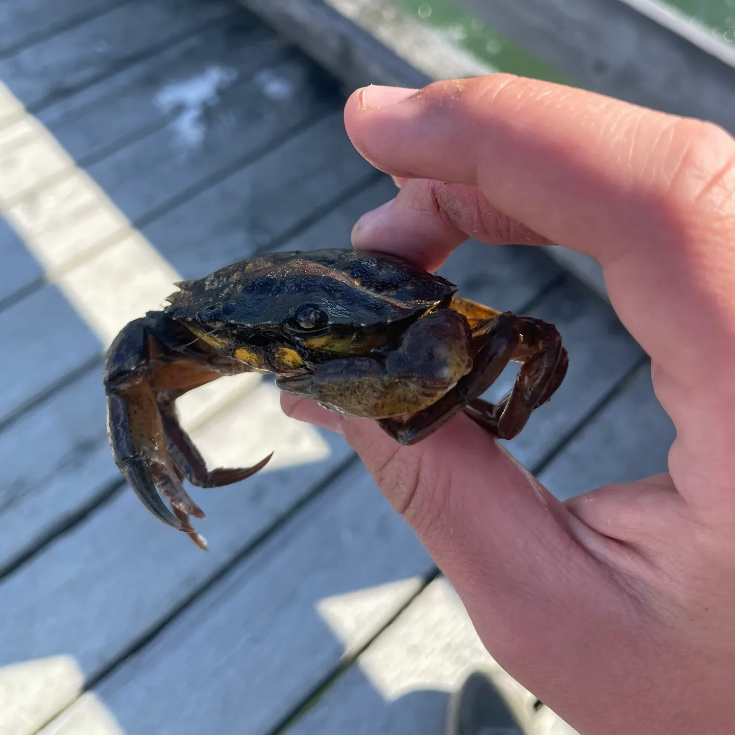 The most recent Jonah crab catches on Fishbrain