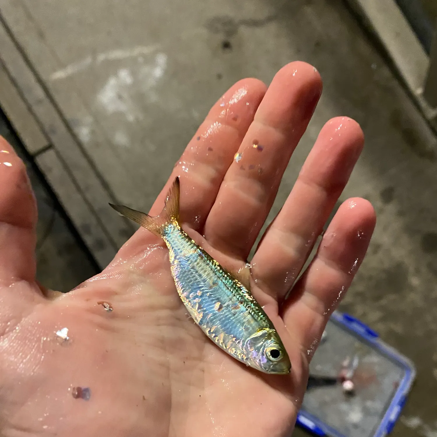 The most recent Castelnau's herring catches on Fishbrain