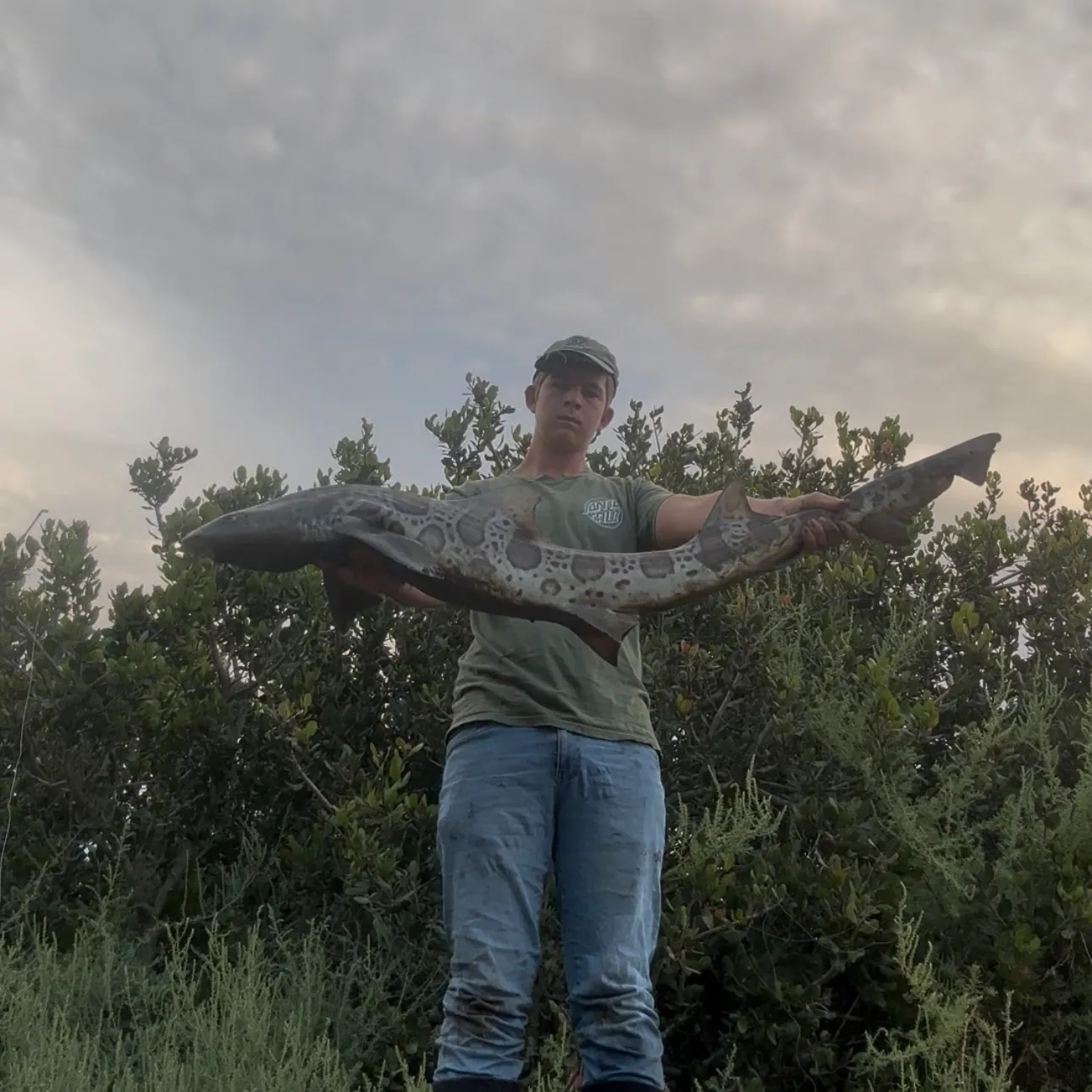 Leopard shark caught on Fishbrain
