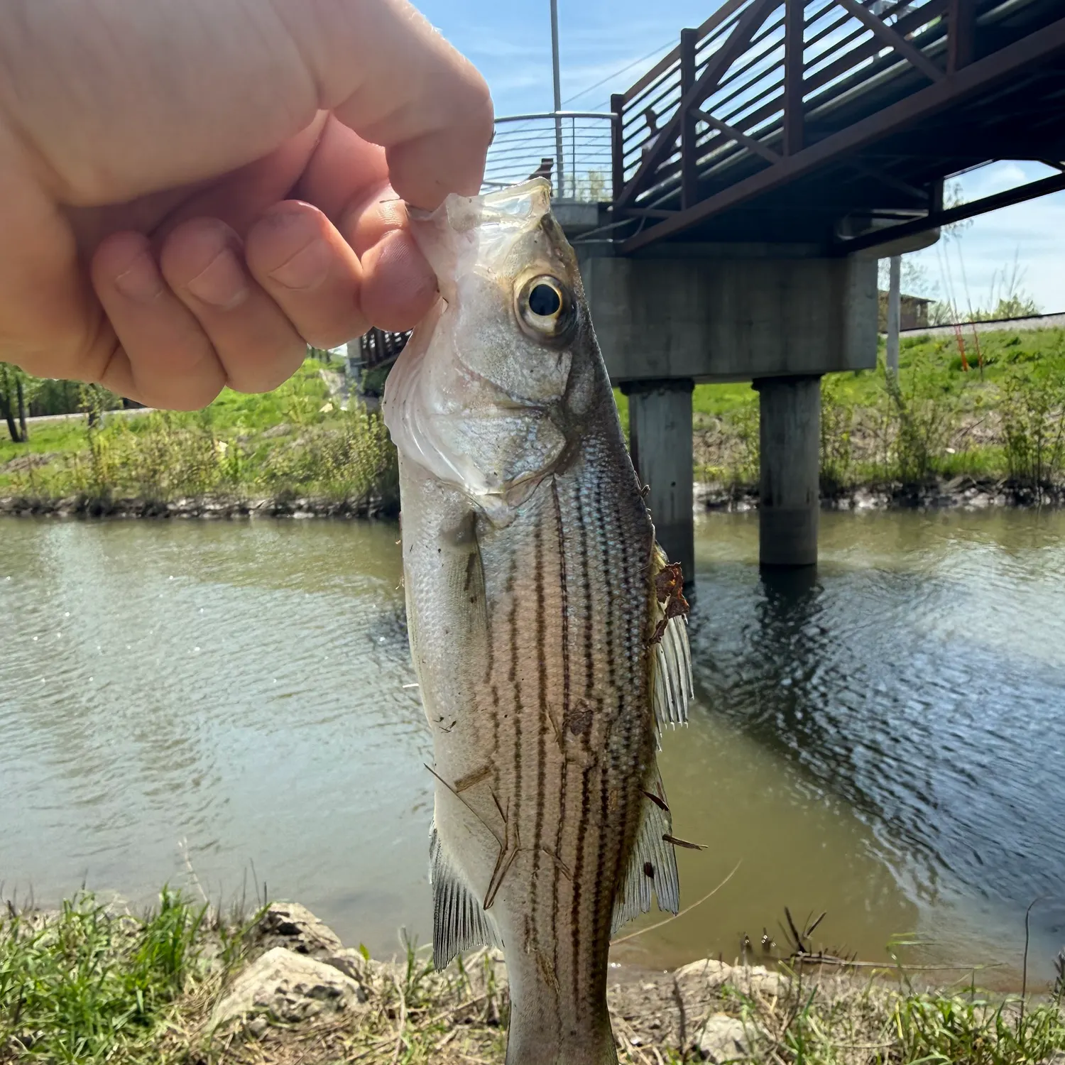 The most recent White bass catches on Fishbrain