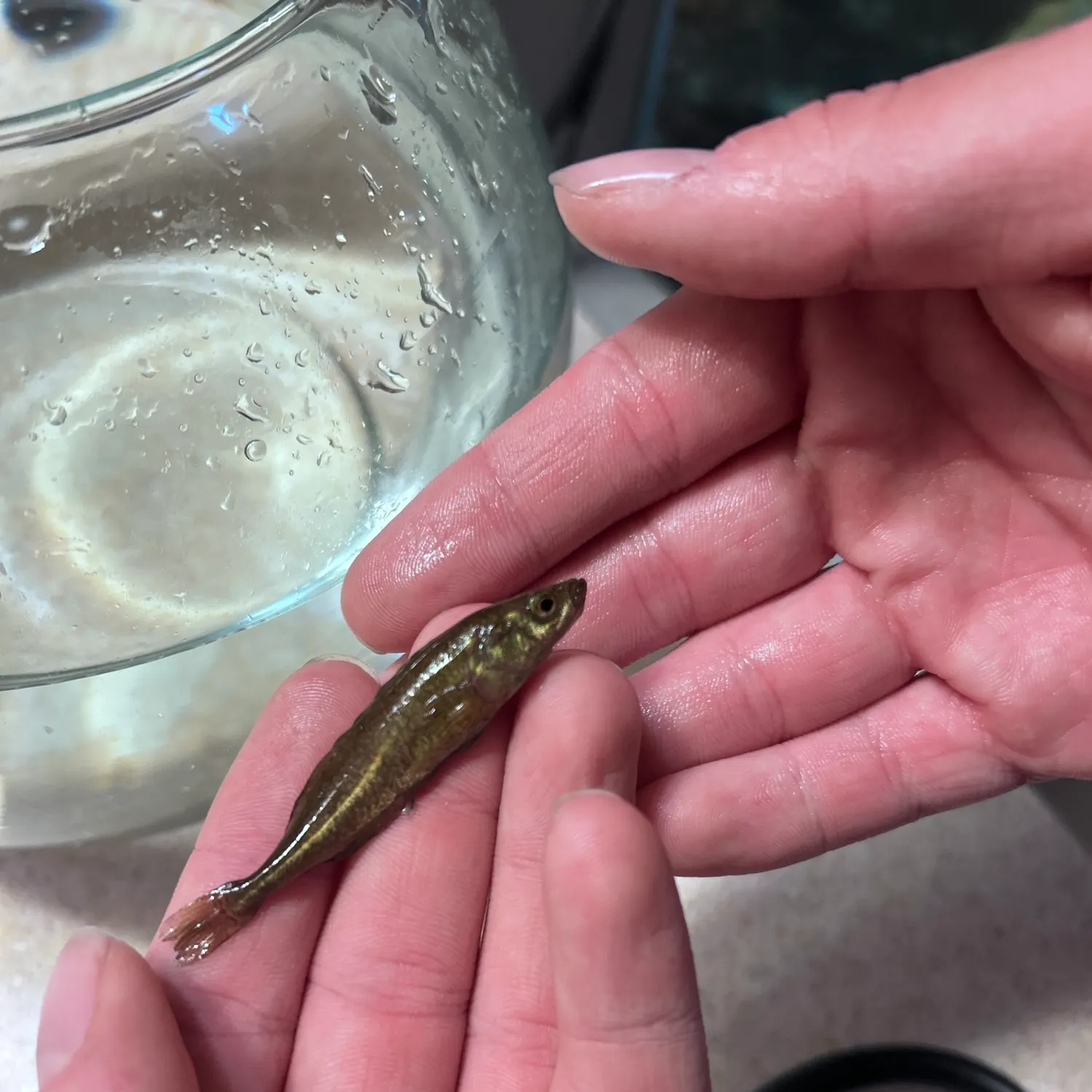 The most recent Brook stickleback catches on Fishbrain