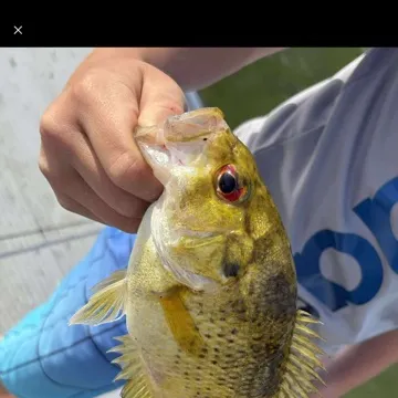 The most recent Rock bass catches on Fishbrain