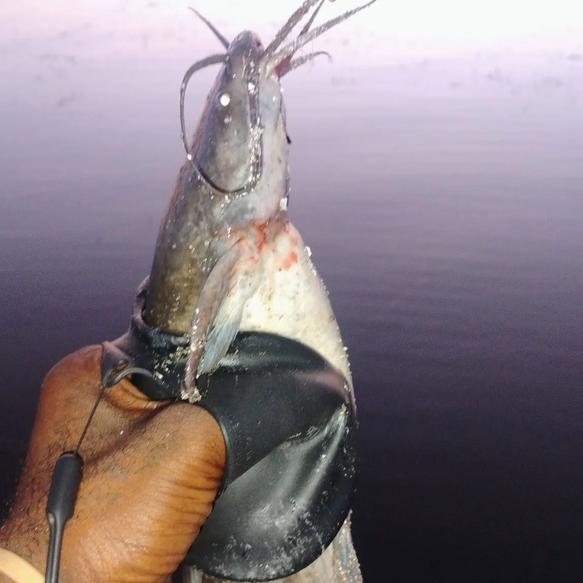 The most recent Blunt-toothed African catfish catches on Fishbrain