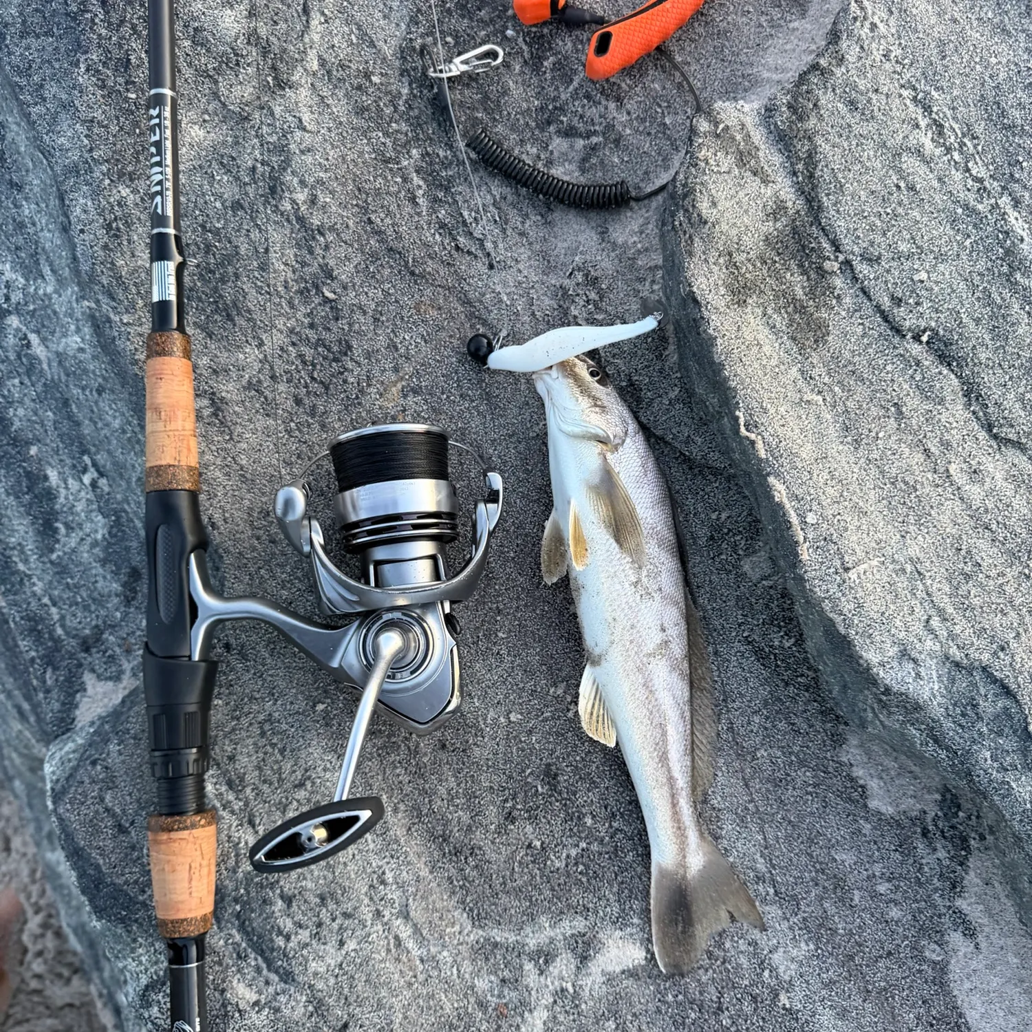 Northern kingcroaker caught on Fishbrain