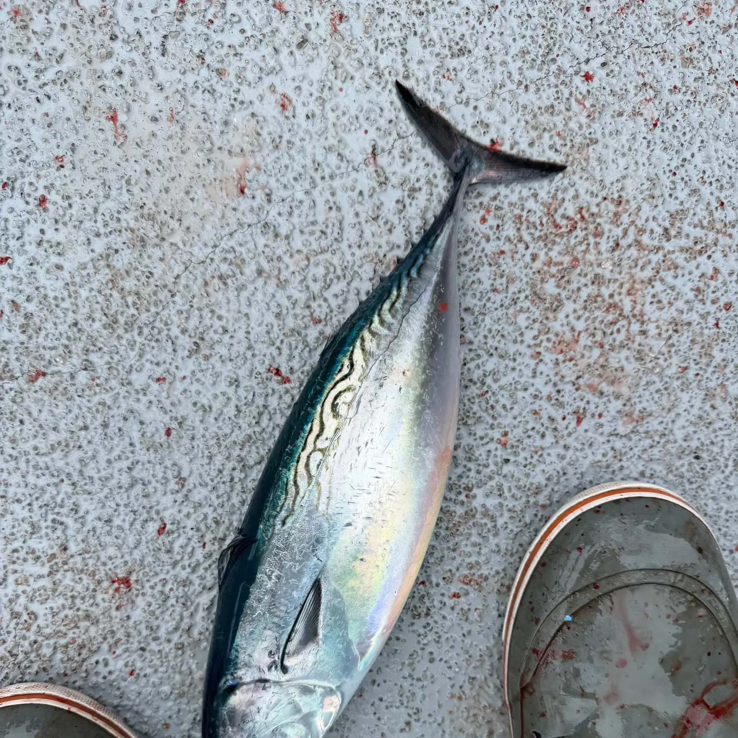 Frigate tuna caught on Fishbrain