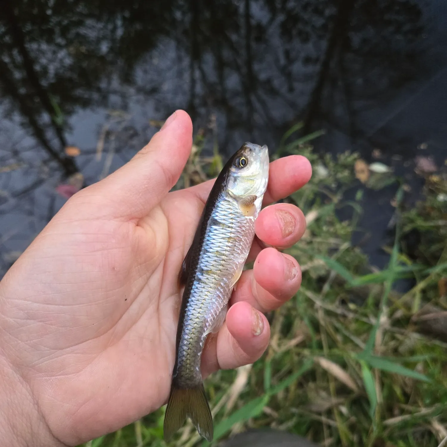 Common shiner caught on Fishbrain