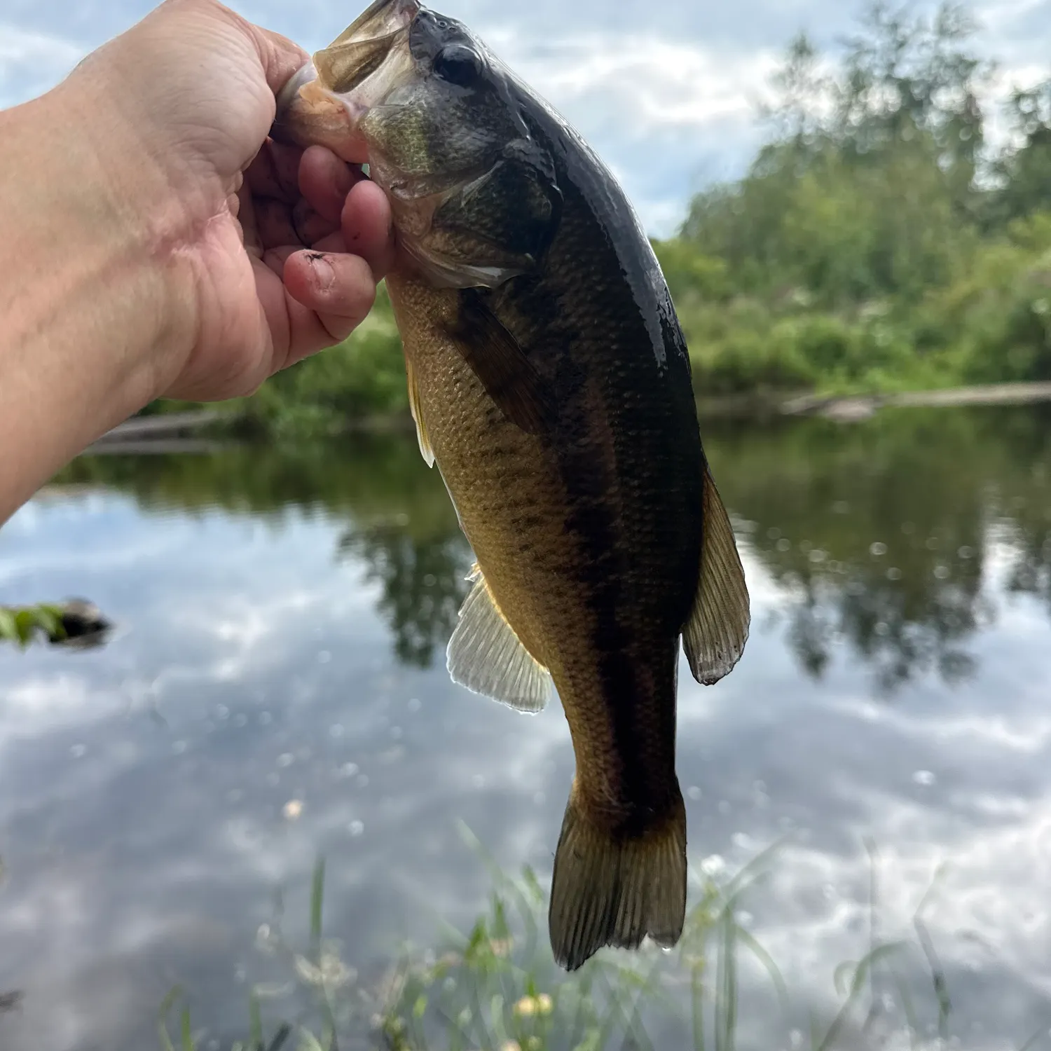 Largemouth bass caught on Fishbrain