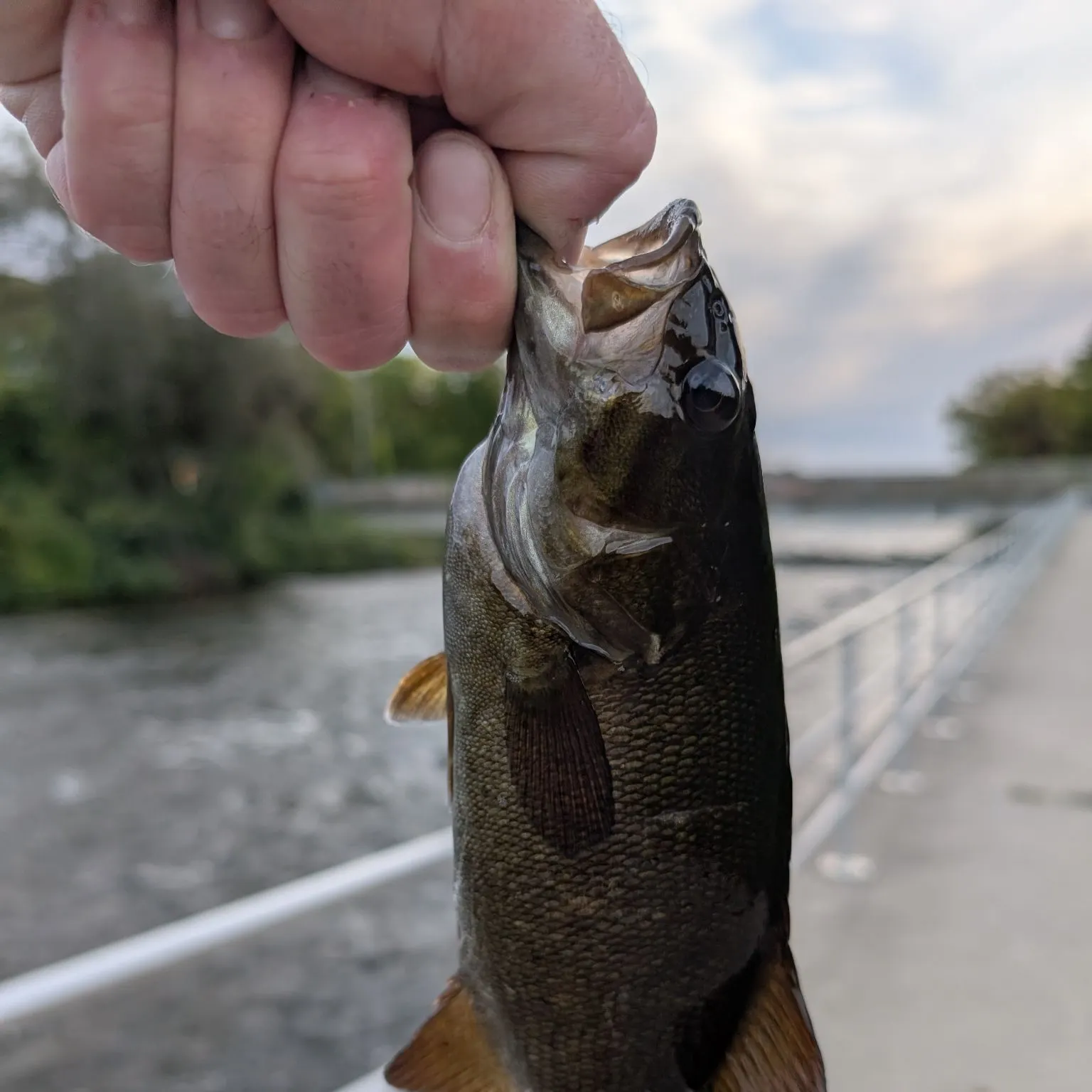 Smallmouth bass caught on Fishbrain