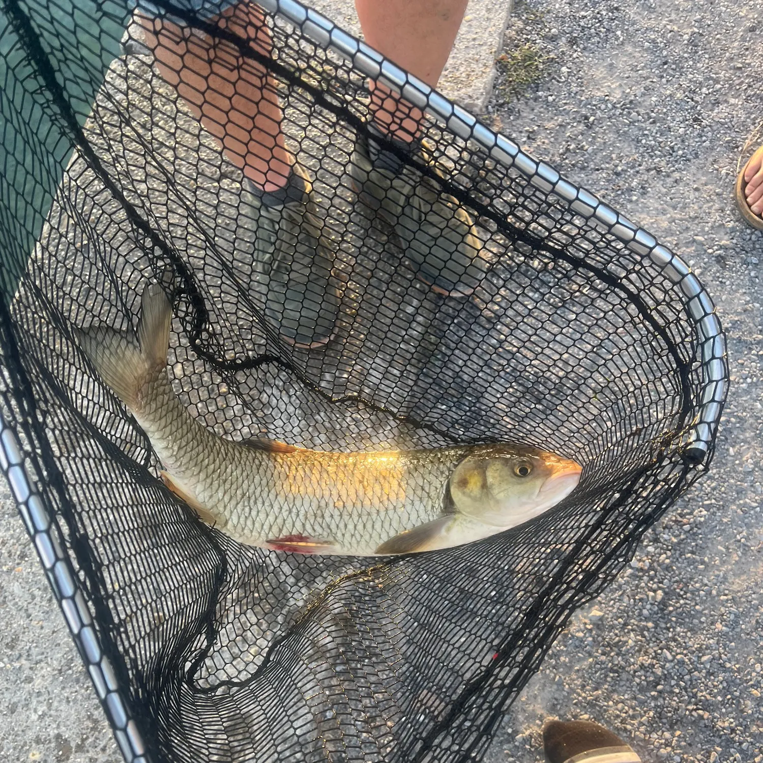 European chub caught on Fishbrain