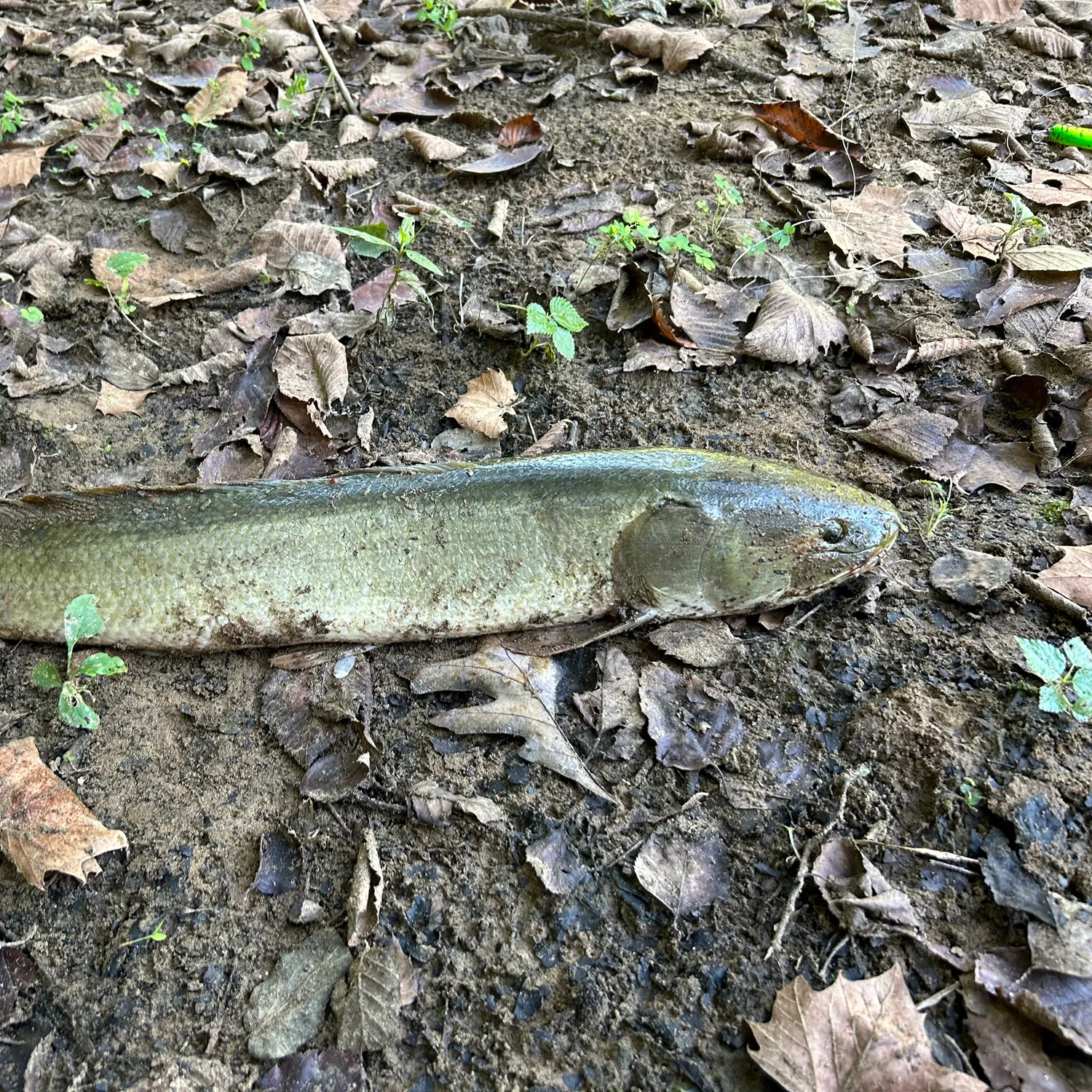 Eyetail bowfin caught on Fishbrain