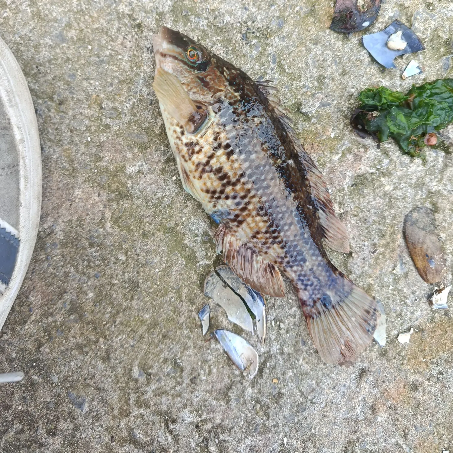 The most recent Corkwing wrasse catches on Fishbrain