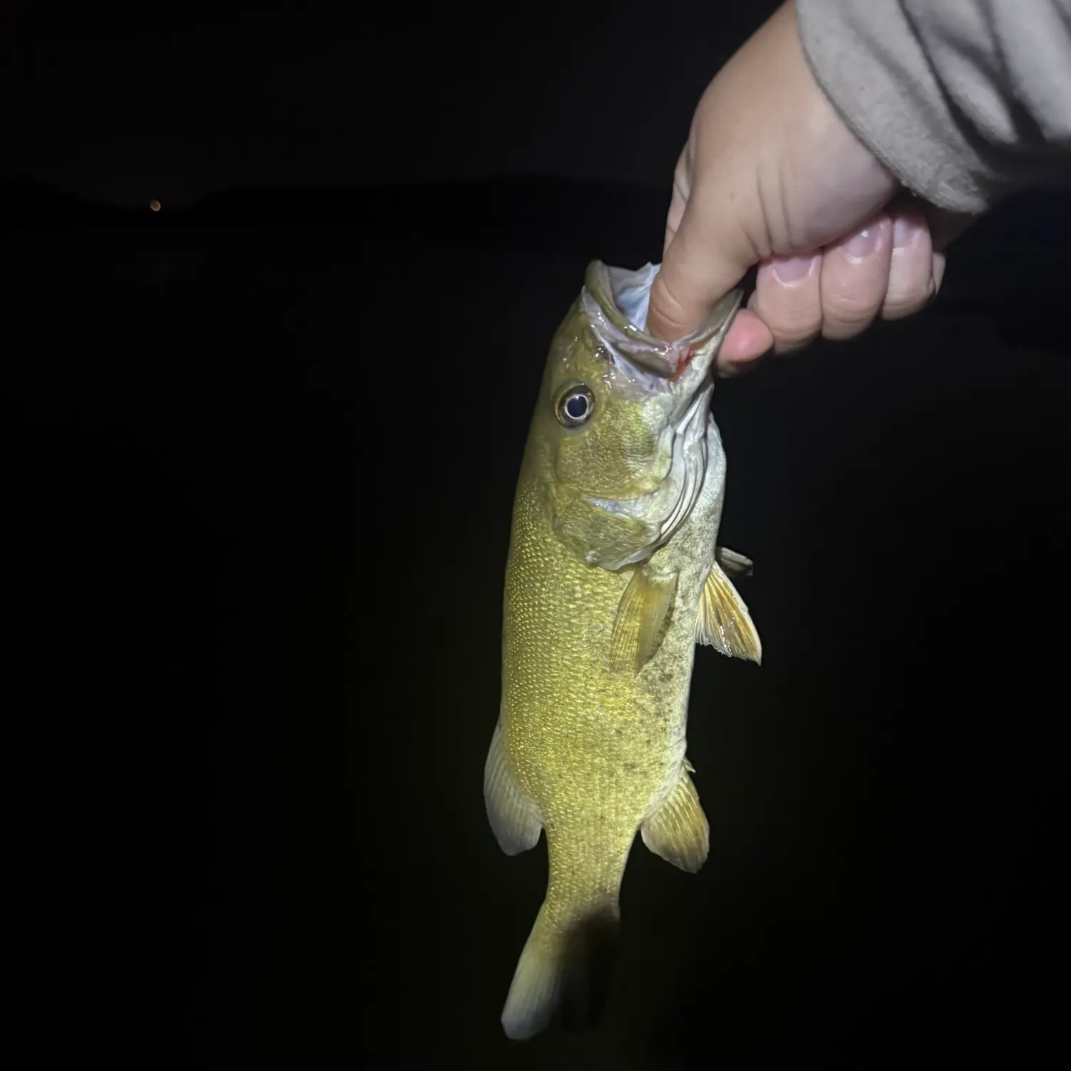 Smallmouth bass caught on Fishbrain