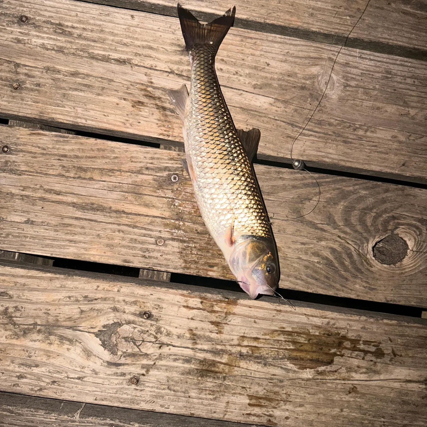 Fallfish caught on Fishbrain